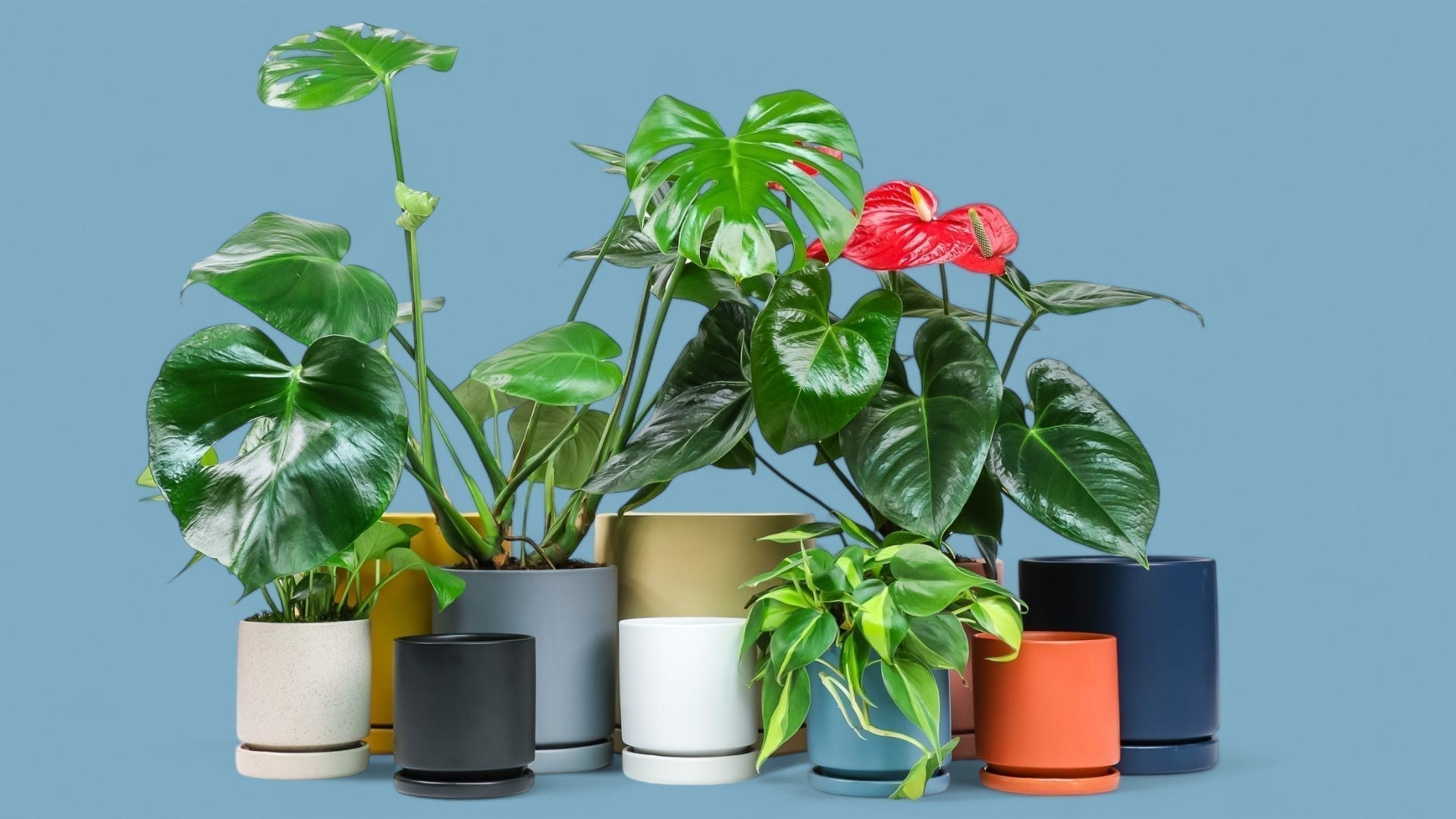 14 Stylish San Diego Houseplants - Green Fresh Florals + Plants