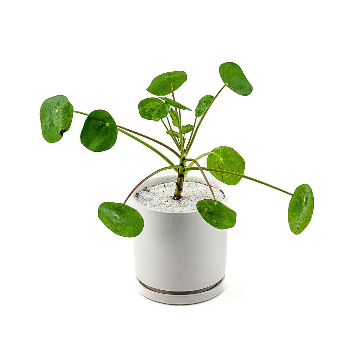 San Diego Pilea Peperomioides Guide - Green Fresh Florals + Plants