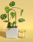 Self-Watering Plant Climber from Green Fresh Florals + Plants