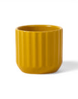 3.25" Mustard Beam Pot from Green Fresh Florals + Plants