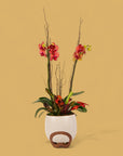 Autumn Orchid Planting from Green Fresh Florals + Plants