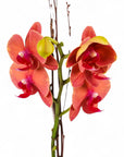 Red and pink orchids on a white background