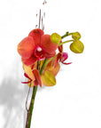 Autumn Orchid Planting from Green Fresh Florals + Plants