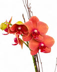 Autumn Orchid Planting from Green Fresh Florals + Plants