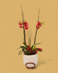 Autumn Orchid Planting from Green Fresh Florals + Plants