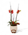 Autumn Orchid Planting from Green Fresh Florals + Plants