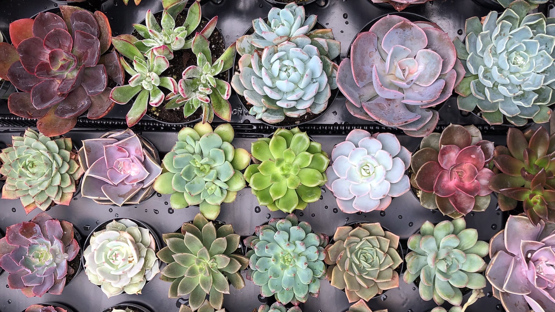 Black Friday Plant Sale, 30% Off All Nursery Plants, Green Fresh Florals + Plants