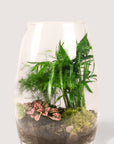 Bullet Vase Terrarium