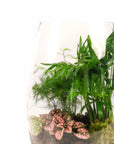 Bullet Terrarium from Green Fresh Florals + Plants