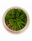 Bullet Terrarium from Green Fresh Florals + Plants