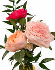 Garden Rose Trio from Green Fresh Florals + Plants