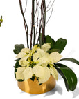 Gold Holiday Elegance Orchid Pairing from Green Fresh Florals + Plants