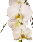 Holiday Elegance Orchid Pairing from Green Fresh Florals + Plants