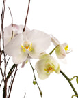 Holiday Elegance Orchid Pairing from Green Fresh Florals + Plants