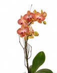 Mini Terracotta Orchid