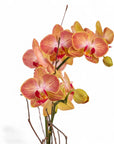 Mini Terracotta Orchid