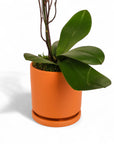 Mini Terracotta Orchid
