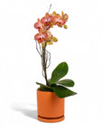 Mini Terracotta Orchid