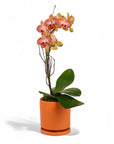 Mini Terracotta Orchid
