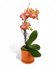 Mini Terracotta Orchid