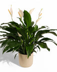 Peace Lily Planting from Green Fresh Florals + Plants