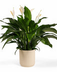 Peace Lily Planting from Green Fresh Florals + Plants