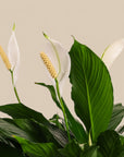 Peace Lily Planting from Green Fresh Florals + Plants