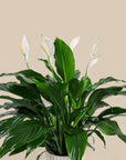 Peace Lily Planting from Green Fresh Florals + Plants