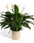 Peace Lily Planting from Green Fresh Florals + Plants