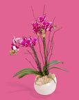 Purple Avant-Garden Mini Orchid Planting - Green Fresh Florals + Plants