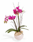 Purple Avant-Garden Mini Orchid Planting - Green Fresh Florals + Plants