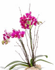 Purple Avant-Garden Mini Orchid Planting - Green Fresh Florals + Plants