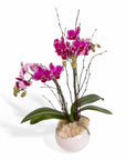 Purple Avant-Garden Orchid Planting - Green Fresh Florals + Plants