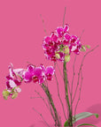 Purple Avant-Garden Mini Orchid Planting - Green Fresh Florals + Plants