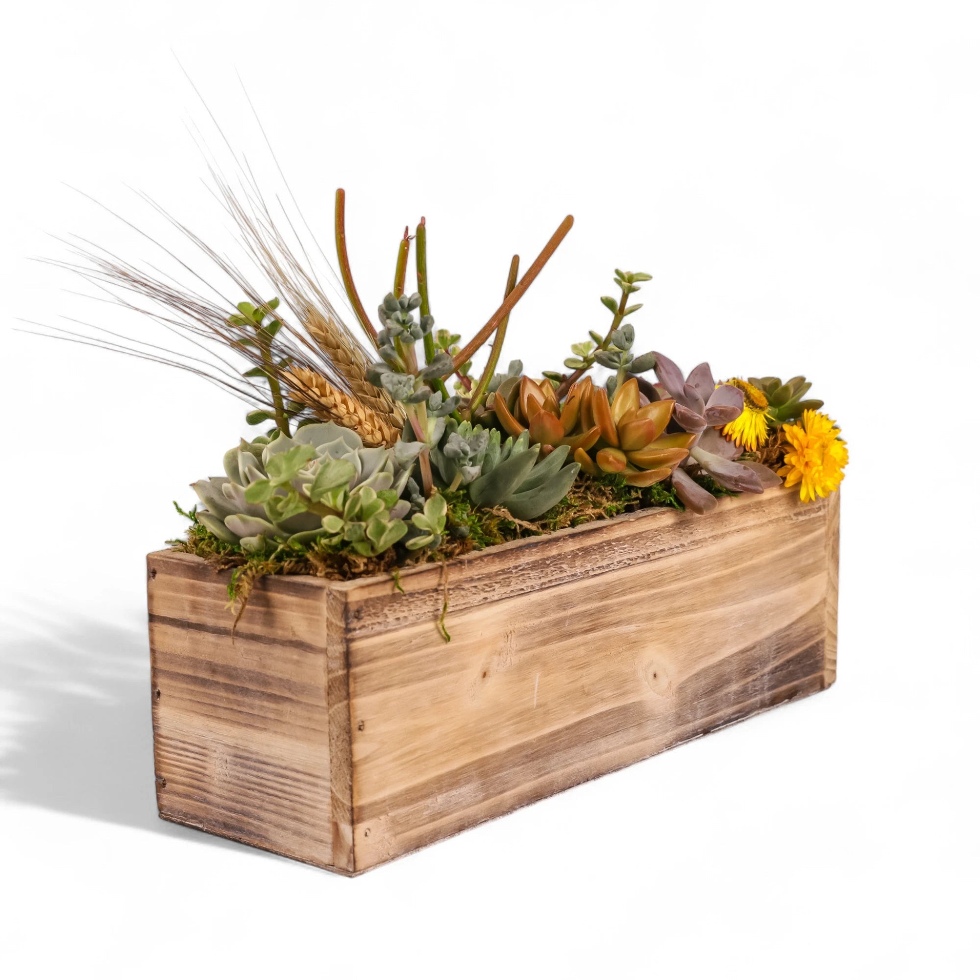 Rectangle Wood Box Succulent Planting from Green Fresh Florals + Plants