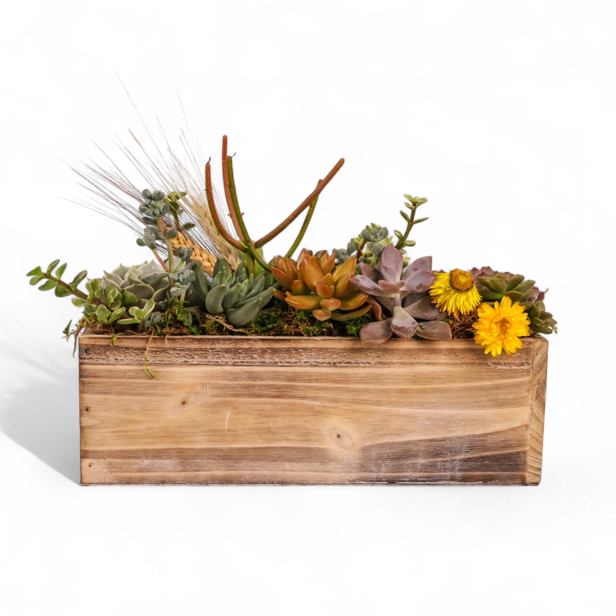 Rectangle Wood Box Succulent Planting from Green Fresh Florals + Plants