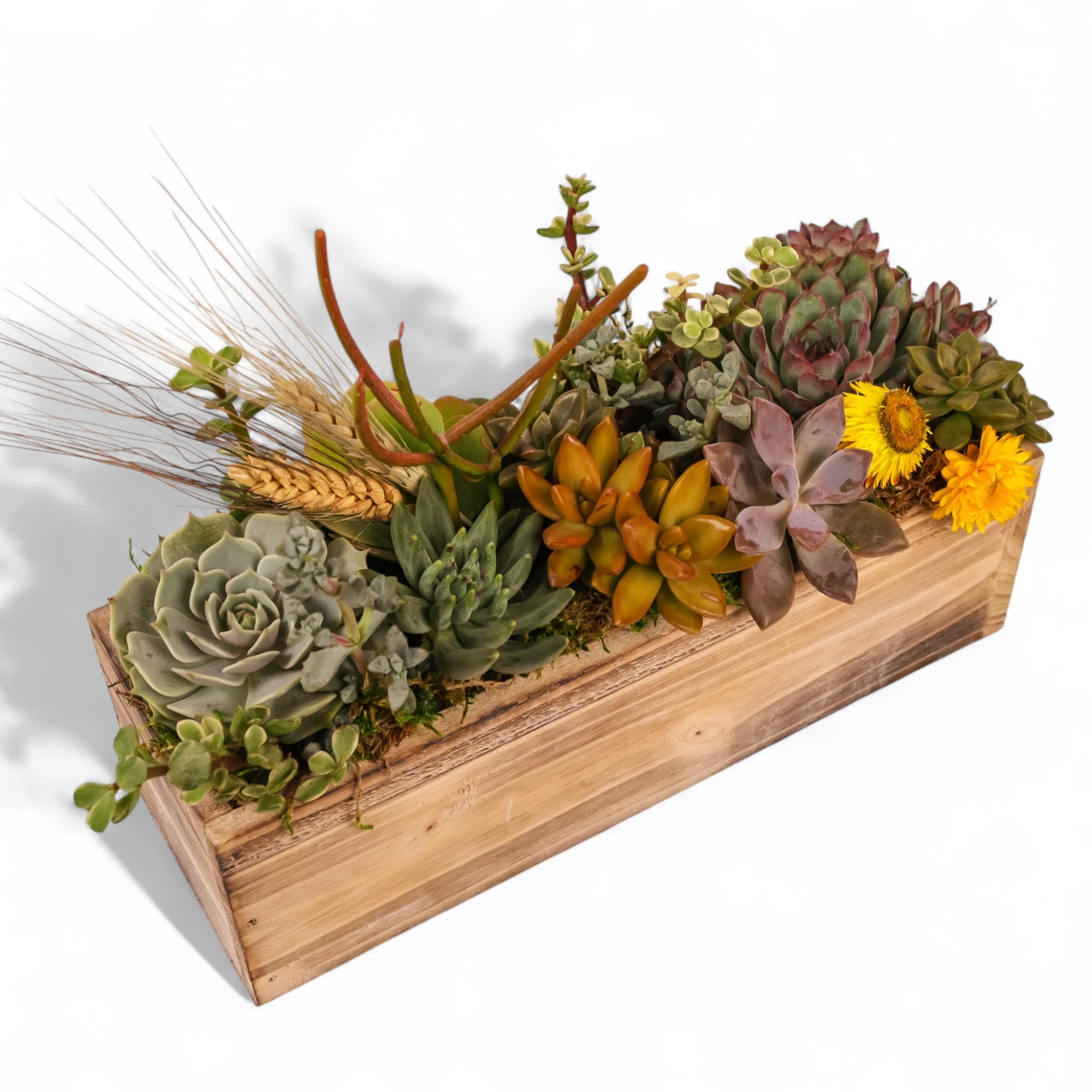 Rectangle Wood Box Succulent Planting from Green Fresh Florals + Plants