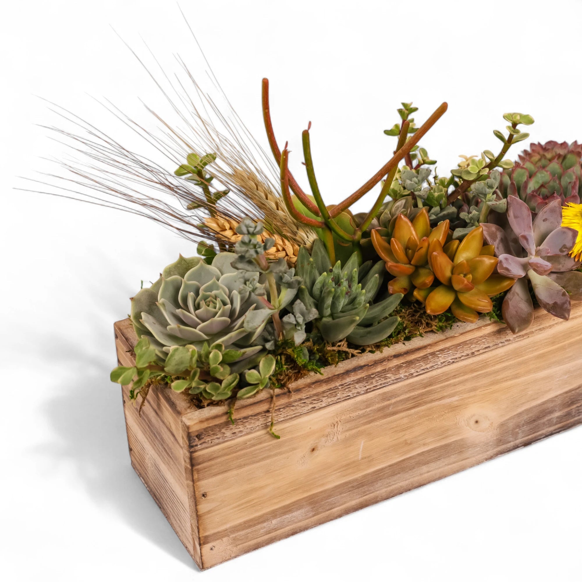 Rectangle Wood Box Succulent Planting from Green Fresh Florals + Plants