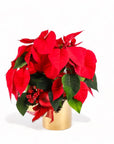 Classic Holiday Poinsettia Planting