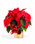 Classic Holiday Poinsettia Planting