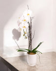 Designer Orchid Planting