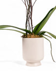Designer Orchid Planting