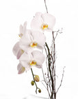Designer Orchid Planting