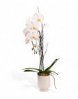 Designer Orchid Planting