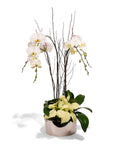 Silver Holiday Elegance Orchid Pairing from Green Fresh Florals + Plants