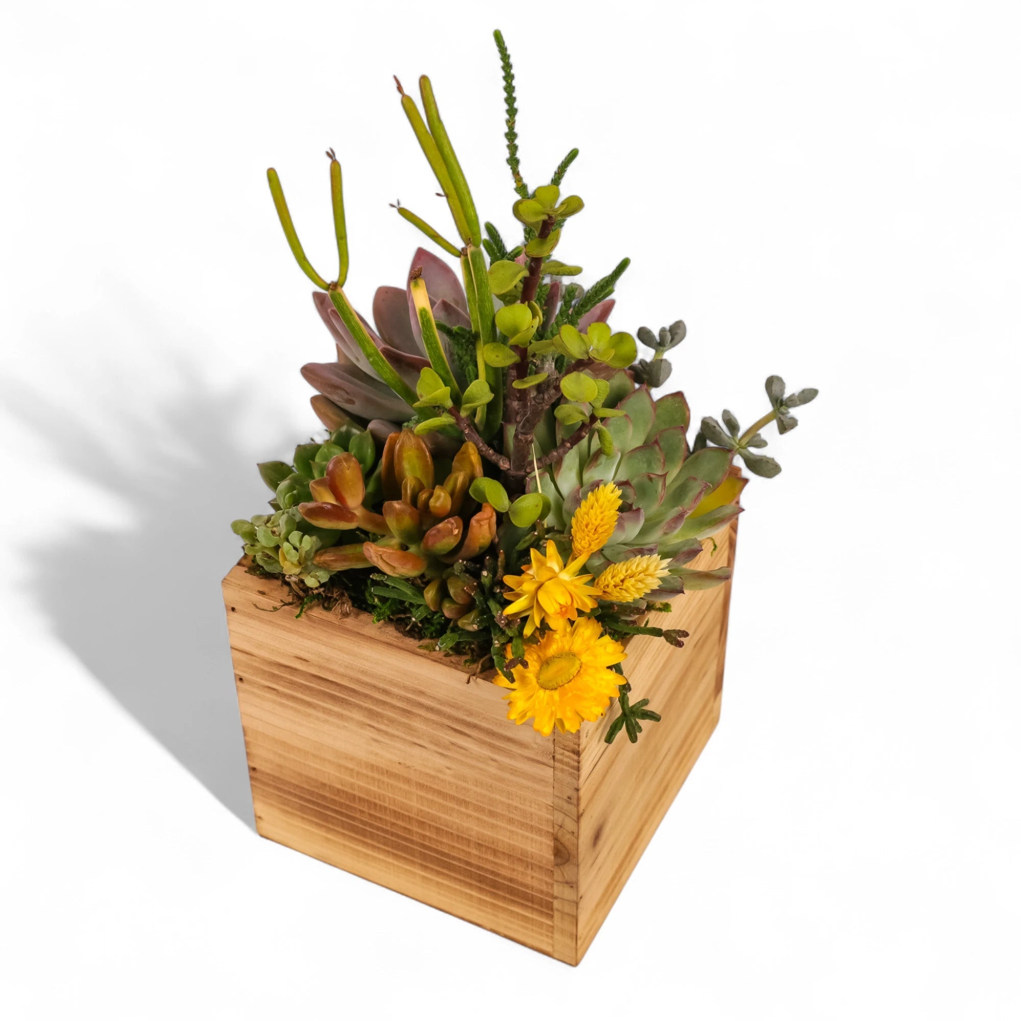 Square Wood Box Succulent Planting from Green Fresh Florals + Plants