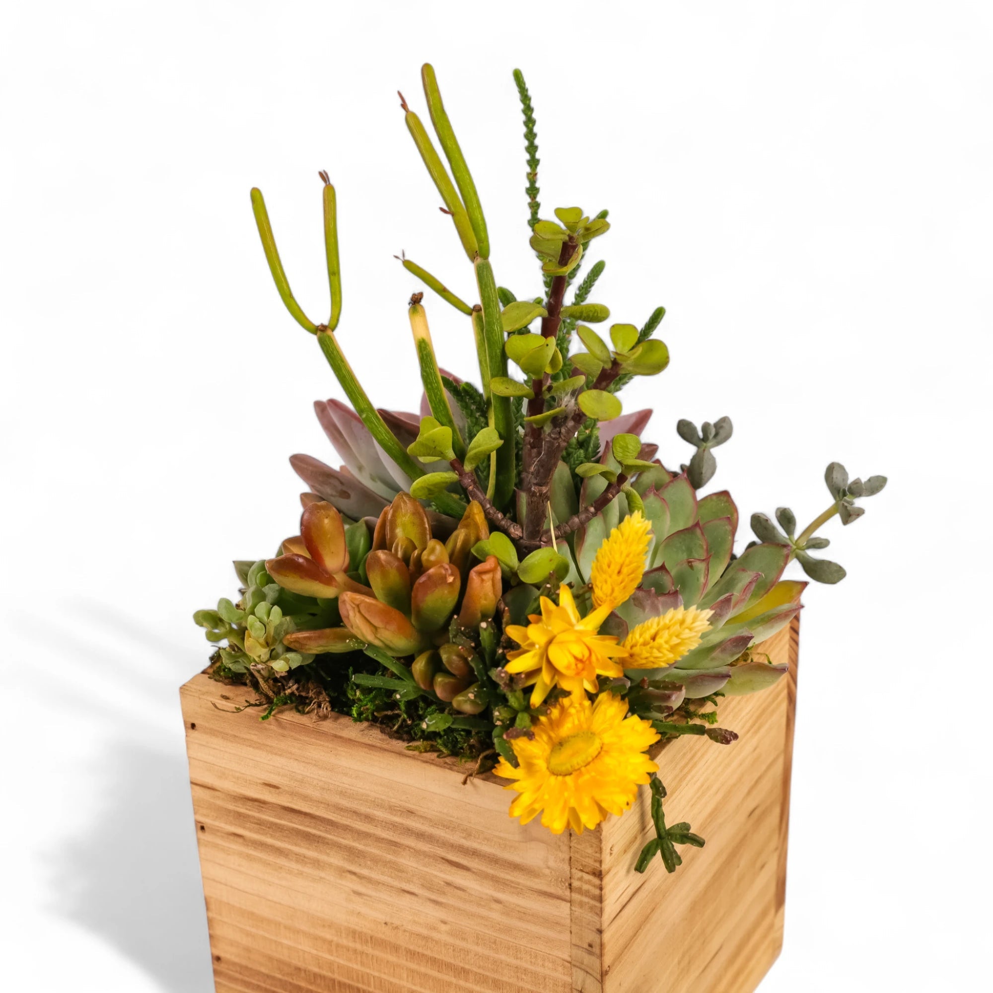 Square Wood Box Succulent Planting from Green Fresh Florals + Plants