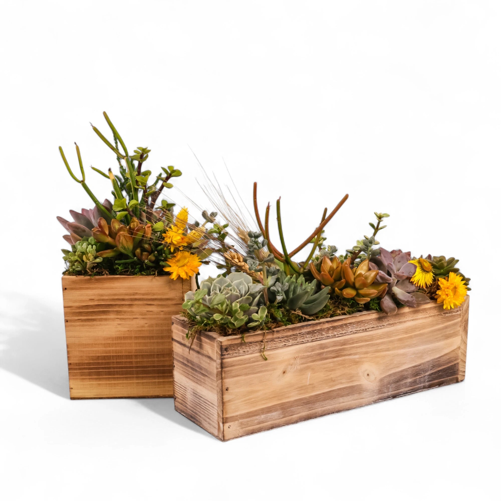 Square and Rectangle Wood Box Succulent Planting from Green Fresh Florals + Plants