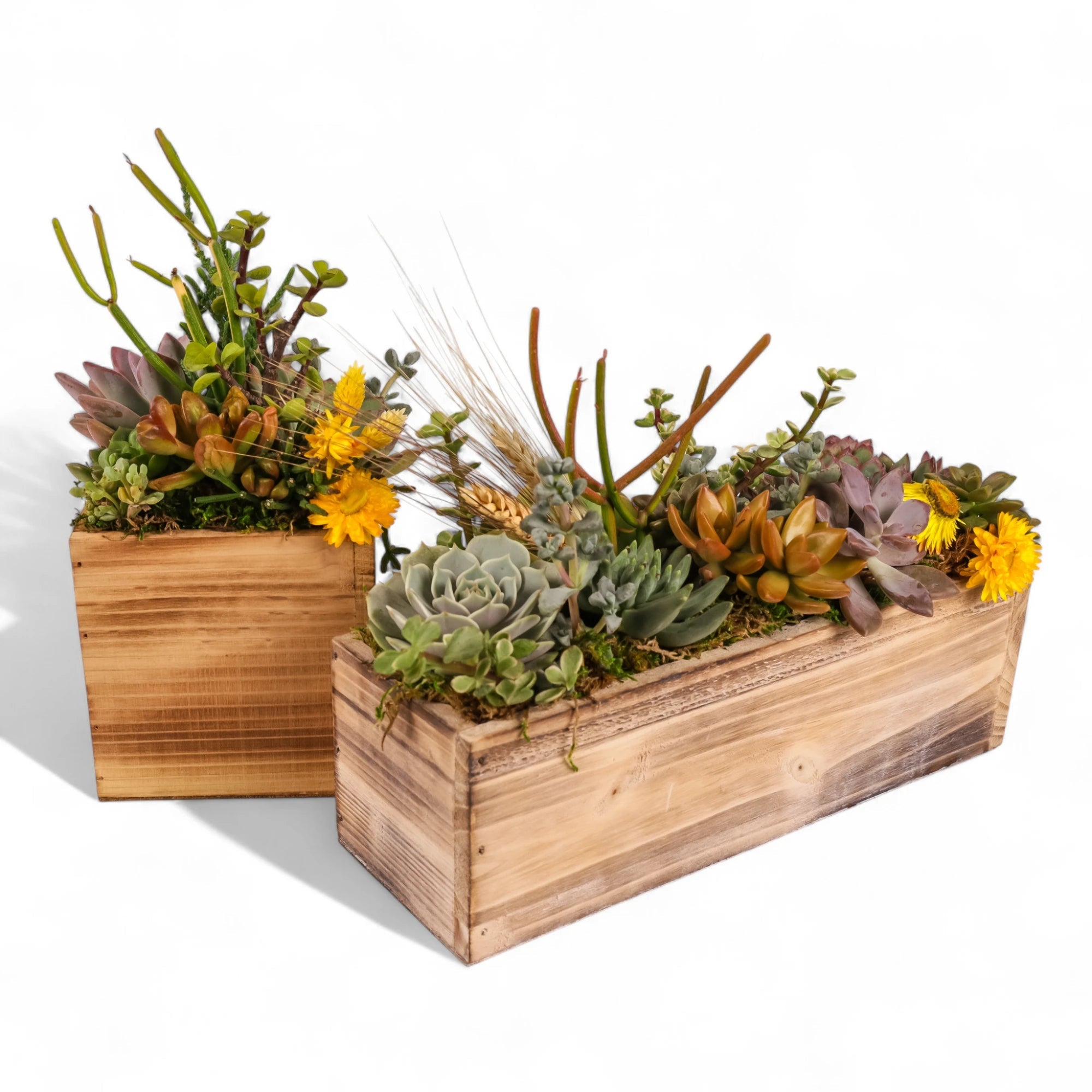 Square and Rectangle Wood Box Succulent Planting from Green Fresh Florals + Plants