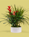 Tropical Trio Planting